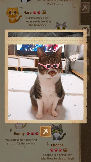 猫咪的秘密森林手游中文版