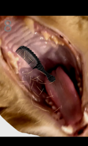 给猫梳毛安卓版