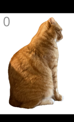 给猫梳毛安卓版