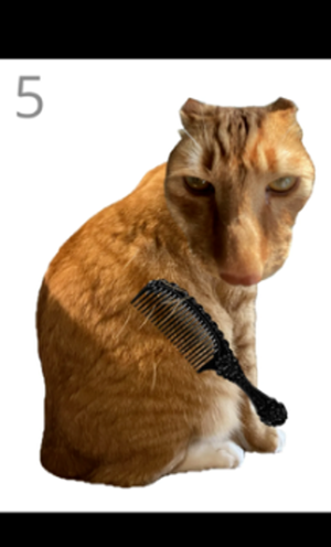 给猫梳毛安卓版