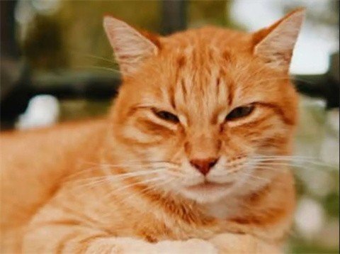 给猫梳毛最新版