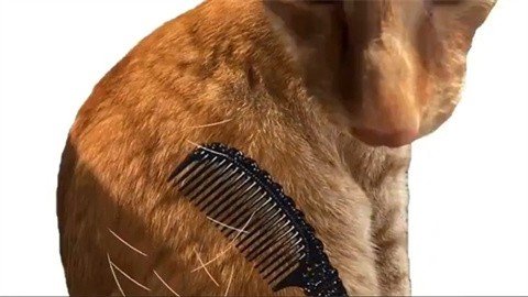 给猫梳毛最新版